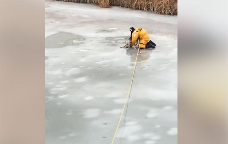 Lód załamał się pod psem. Strażak rzucił mu się na ratunek