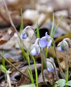 Pierwszy dzień wiosny 2019: Kalendarzowa wiosna jest już coraz bliżej. Sprawdź, kiedy zacznie się cieplejsza pora roku