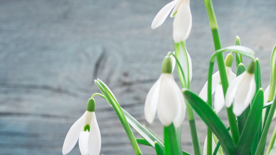 Pierwszy dzień wiosny 21 marca 2019 - kiedy będzie  wiosna kalendarzowa, a kiedy astronomiczna