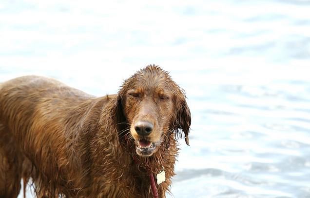 Pies nad wodą 