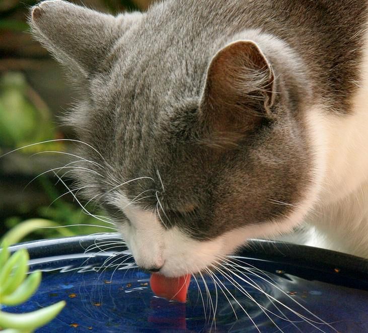 Kot pijący wodę 