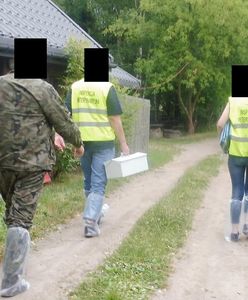 Makabryczne sceny w Białowieży. Weterynarz i myśliwy przyjechali wykonać wyrok na świniach