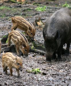Francja: Powstanie zamknięta "biała strefa" dla dzików. Tam wszystkie zostaną odstrzelone