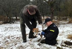Młody dziczek wpadł do studni. Miał zaledwie kilka dni