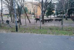 Poznań. Dziki wtargnęły do ogródka przedszkolnego. Jeden osobnik jest agresywny