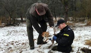 Młody dziczek wpadł do studni. Miał zaledwie kilka dni