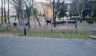 Poznań. Dziki wtargnęły do ogródka przedszkolnego. Jeden osobnik jest agresywny