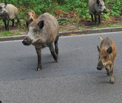 Wyciekło drastyczne nagranie z polowania na Pomorzu. Tak myśliwi walczą z ASF