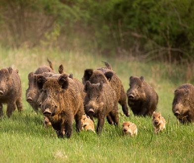 ASF. Wirus w Lubuskiem już 40 km od granicy z Niemcami