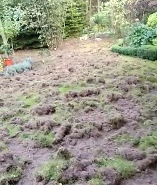 Dziki zryły cały trawnik pani Joli. Zjadły też kwiaty i zniszczyły pranie. 