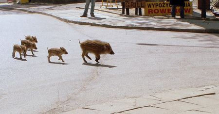 Sensacja nad morzem. Dziki wyszły z lasu i straszą turystów