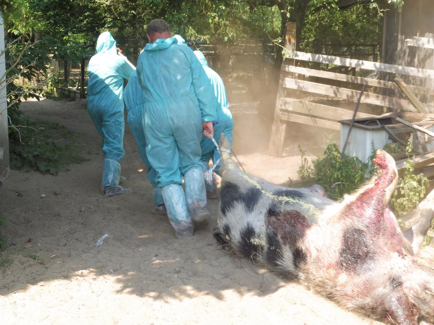 Knurek Jurek był główną atrakcją dla dzieci odwiedzających zoo 