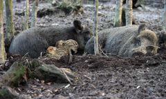 Myśliwi strzelają do dzików, ale w rzeczywistości mierzą również w nas. Tak to działa