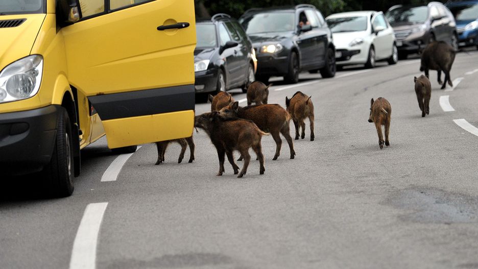 Ekolodzy: potrzeba planowanych i systematycznych działań w miastach