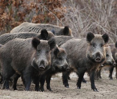 Walka z ASF. Ministerstwo nie wyklucza "użycia armii"