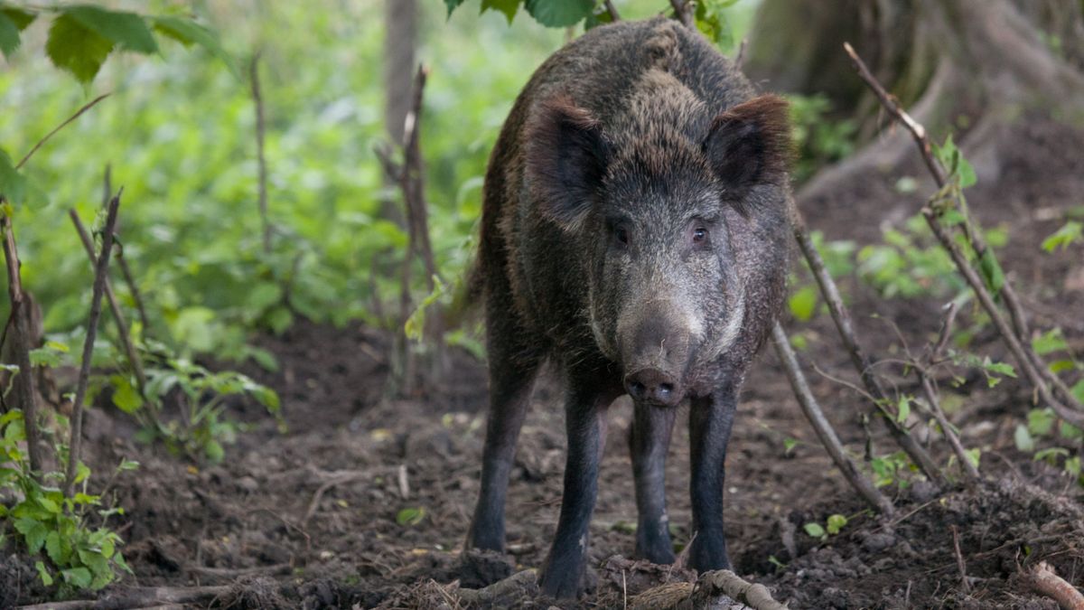Chore dziki są znajdowane coraz bliżej polsko-niemieckiej granicy