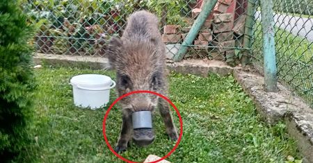 Tuchów. Wychudzony dzik z plastikową obręczą. Błądził po działkach, szukając pomocy
