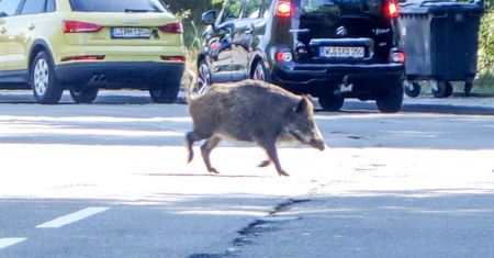 Miasto Jest Nasze alarmuje. "W Warszawie strzela się do dzików"