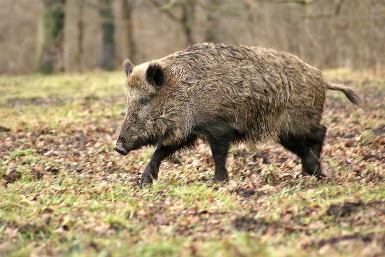 Coraz bliżej niemieckiej granicy odnajdywane są dziki zarażone afrykańskim pomorem świń.