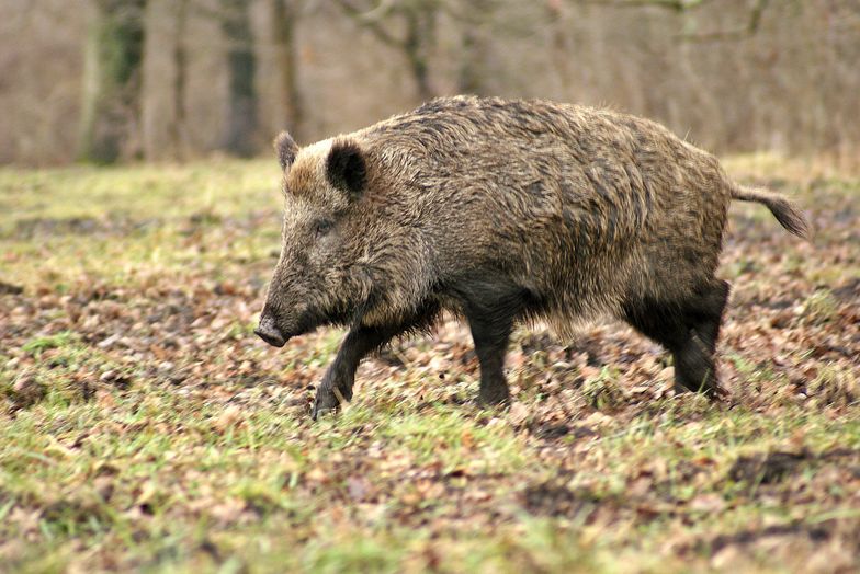 W grudniu w Polsce zarejestrowano 55 przypadków ASF u dzików