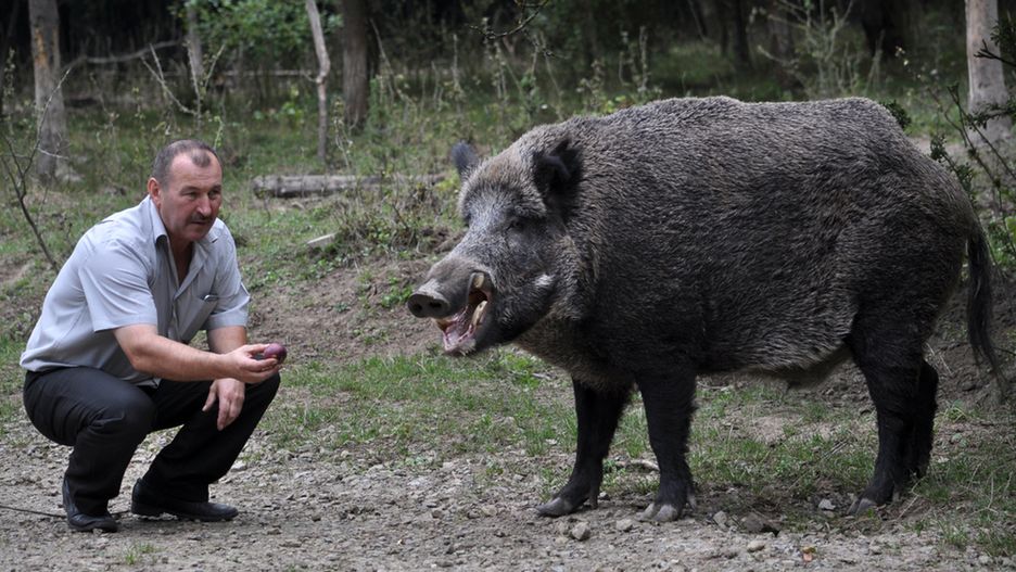 Dokarmiając dziki, przyzwyczajamy je do wygody