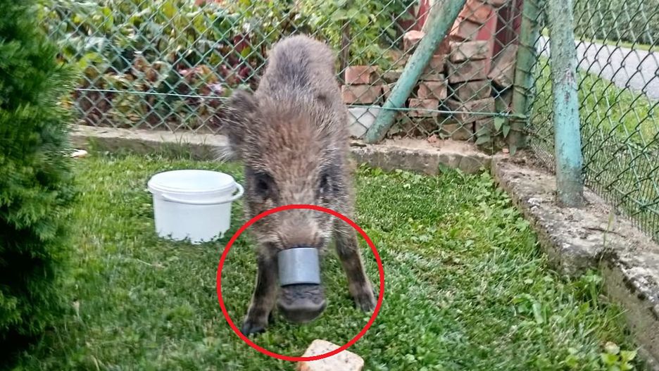 Tuchów. Dzik z plastikową obręczą 