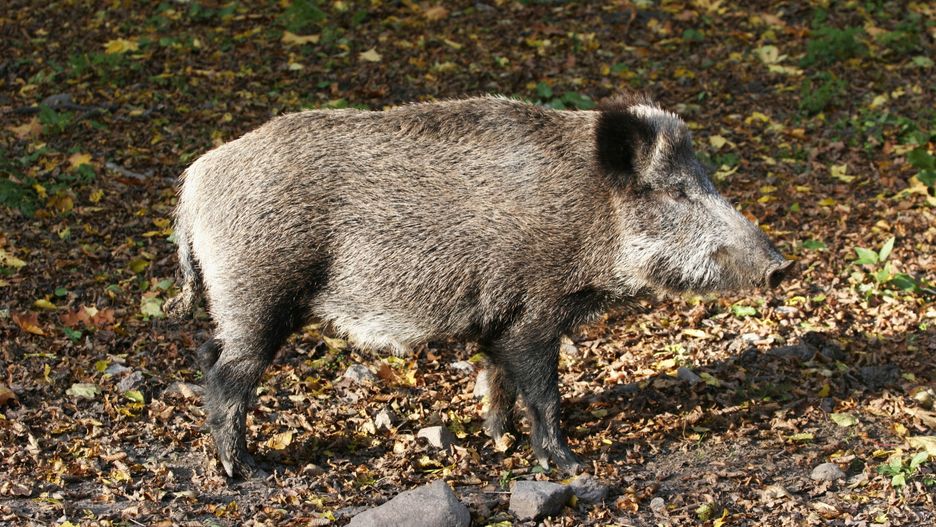 Wirus ASF został wykryty u dzika w powiecie wschowskim. Zagrożone są hodowle świń w Wielkopolsce.
