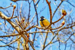Prognoza pogody na dziś - czwartek 21 marca. Jaka będzie pogoda w pierwszy dzień wiosny w największych miastach?