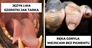 11 niezwykłych zwierząt, które ukazują wyjątkowy świat natury, której jeszcze nie poznałeś
