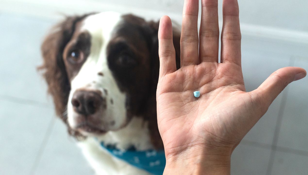 Przetestowaliśmy triki na podanie psu tabletki. Jeden okazał się najlepszy