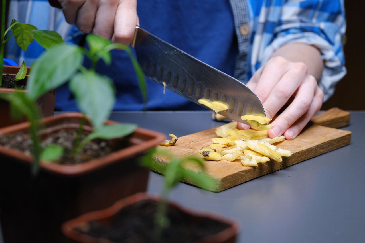 nawóz ze skórek banana do pelargonii, fot. getty images