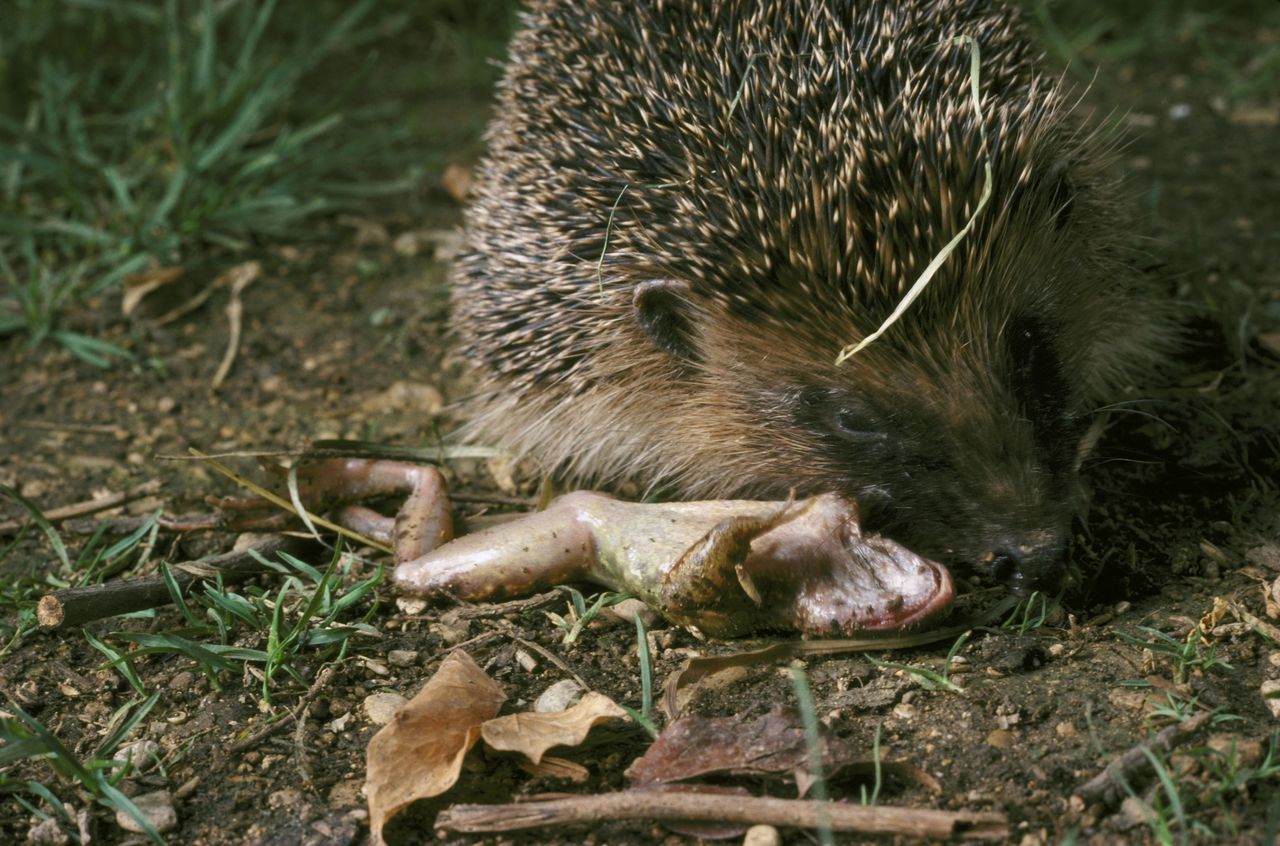 Co jedzą jeże, fot. gettyimages