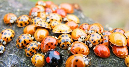 Ich ugryzienie może wywołać alergie, a w ogrodzie sieją zniszczenie