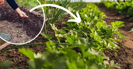 Jeden trik pobudzi pietruszkę do wzrostu. Nasiona wykiełkują w kilka dni!