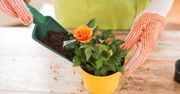 Te dwie złote zasady zagwarantują Ci obficie kwitnącą różę w doniczce!