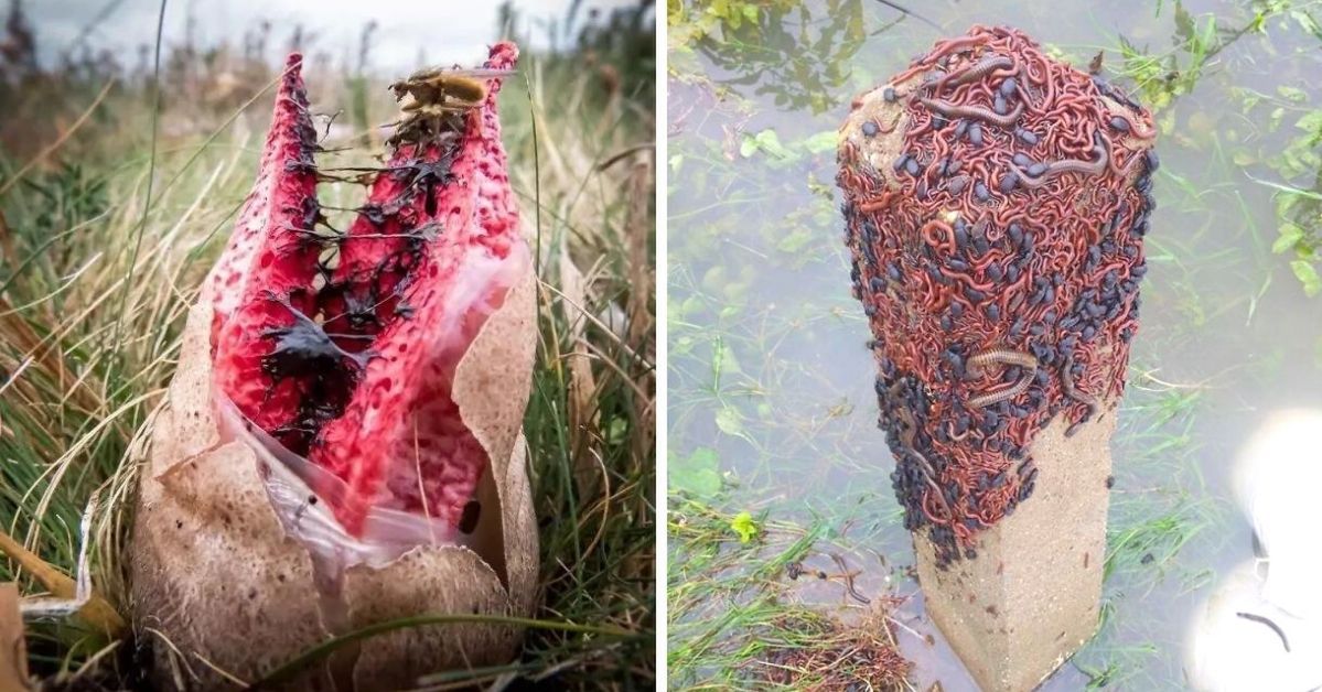 17 Pictures Showing That Nature Can Be Both Fascinating and Terrifying