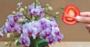 Moja babcia używa kawałka pomidora. Jej orchidee kwitną jak szalone