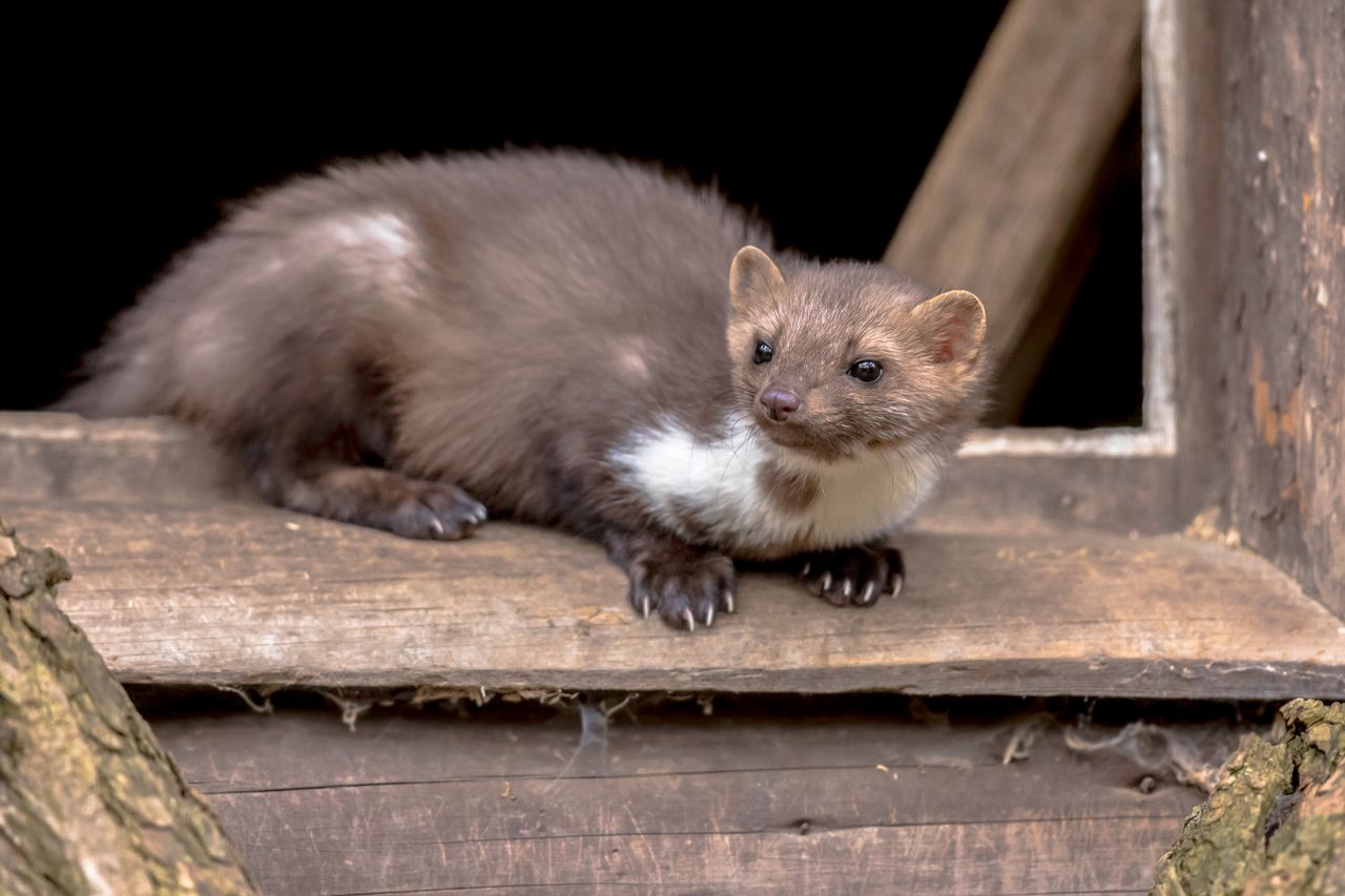 Beech Marten (Martes foina) also known as Stone Marten or House marten. resting and relaxing in window sill of barn