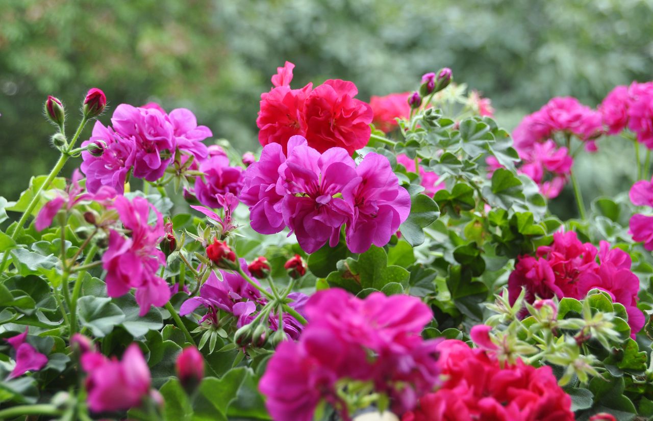 nawóz ze skórek banana do pelargonii, fot. getty images