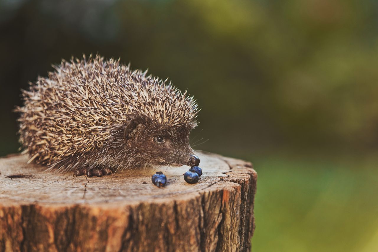 Co jedzą jeże, fot. gettyimages