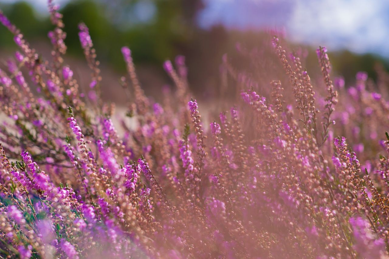 Jak sadzić wrzosy w ogrodzie, fot. Unsplash