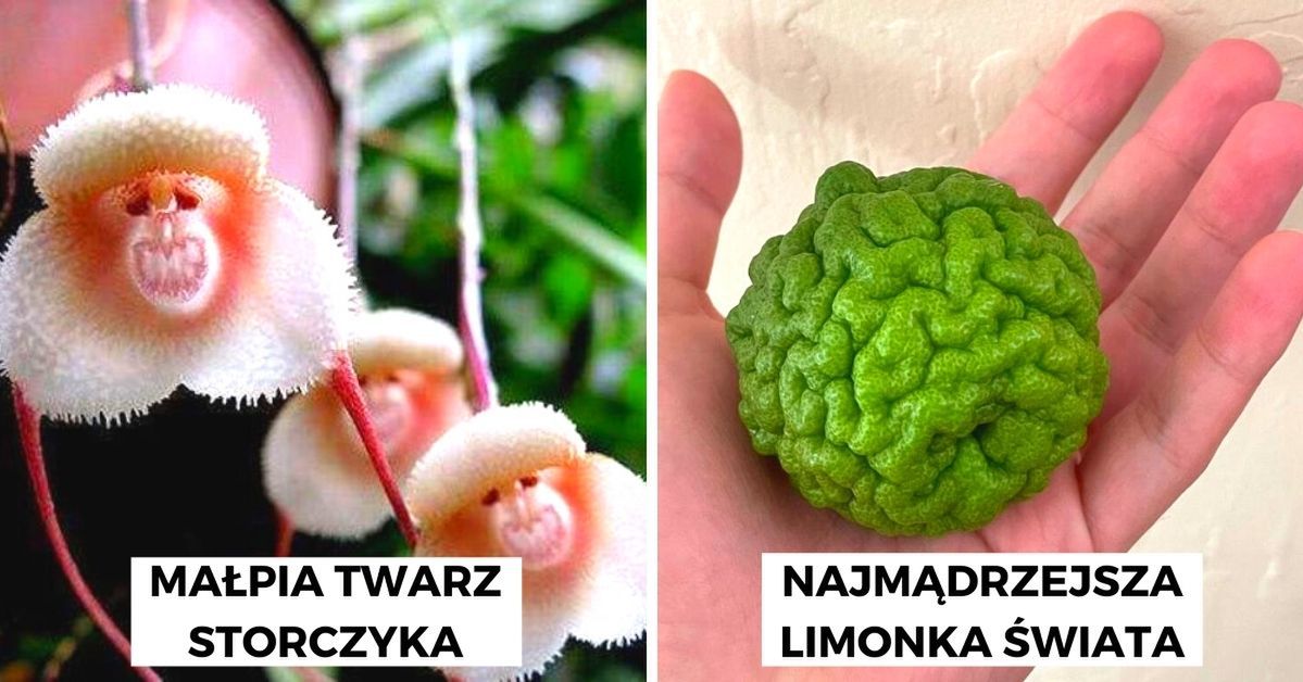 17 razy Matka Natura stworzyła coś niezwykłego i jedynego w swoim rodzaju