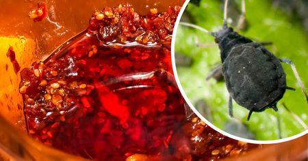 Nareszcie! Znalazłam najsilniejszy naturalny oprysk na mszyce. Nie mają z nim szans
