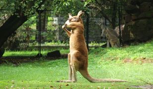 Warszawskie ZOO. Kangur przyłapany przez fotografa