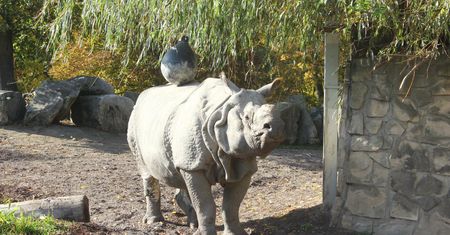 Co robić, siedząc w domu? Polskie ogrody zoologiczne zapraszają na wirtualne odwiedziny