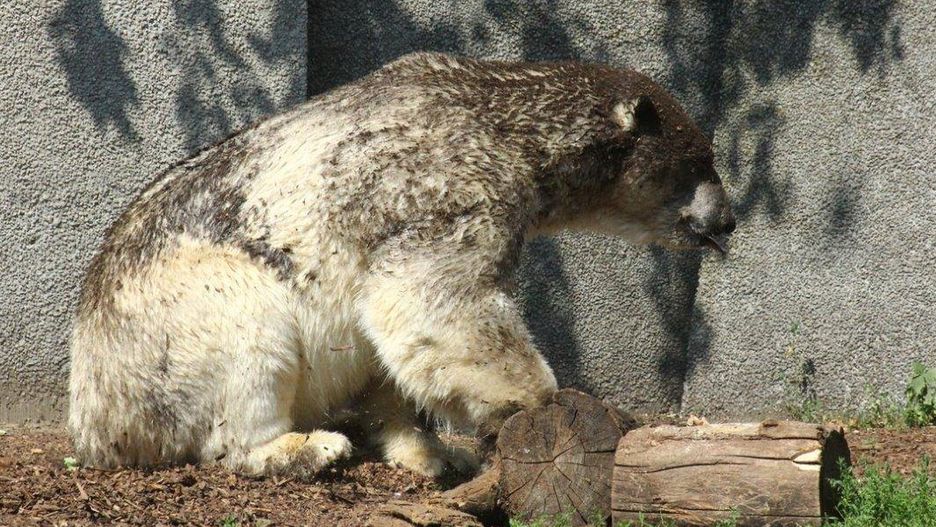 warszawskie zoo niedźwiedź polarny