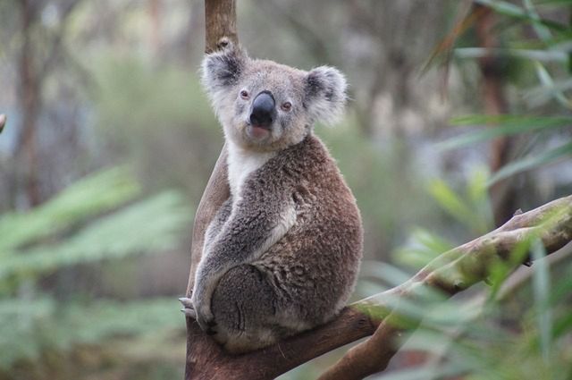 Rok 2015, Australia wciąż na potęgę zakazuje sprzedaży gier dla dorosłych