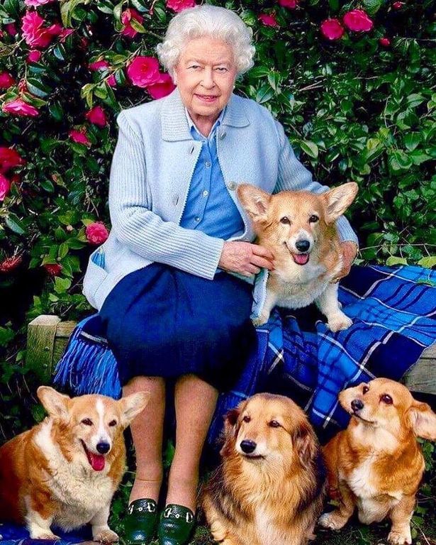 Królowa Elżbieta II z psami