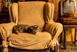 Przyniósł fotel ze śmietnika. Znalazł coś bardzo cennego