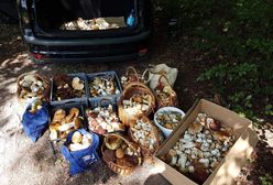 Gdzie na grzyby? Zaczęło się już wielkie grzybobranie 2019